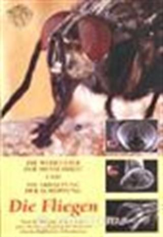 Die Fliegen (Sinek Risalesi) (Almanca)